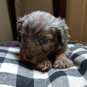 Cavapoo Puppy Ralphie