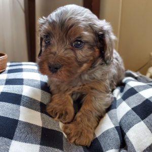 Cavapoo Puppy Ralphie