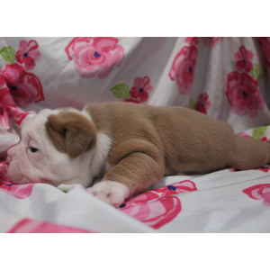 Victorian Bulldog Puppy Buffy
