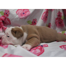 Victorian Bulldog Puppy Buffy