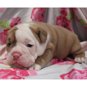 Victorian Bulldog Puppy Buffy