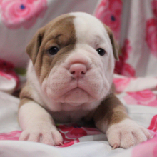 Victorian Bulldog Puppy Buffy
