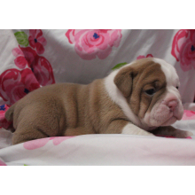 Victorian Bulldog Puppy Buffy