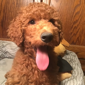 Goldendoodle Puppy Sammy