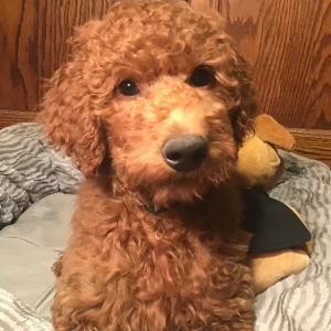 Goldendoodle Puppy Sammy