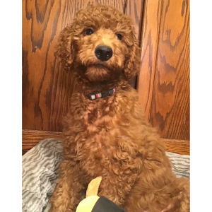 Goldendoodle Puppy Sammy