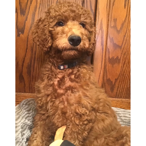 Goldendoodle Puppy Sammy