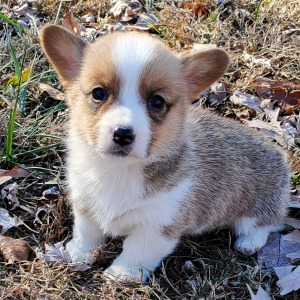Pembroke Welsh Corgi Puppy Sophie