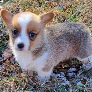 Pembroke Welsh Corgi Puppy Sophie