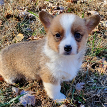 Pembroke Welsh Corgi Puppy Sophie