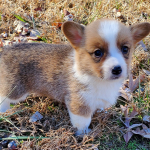 Pembroke Welsh Corgi Puppy Sophie