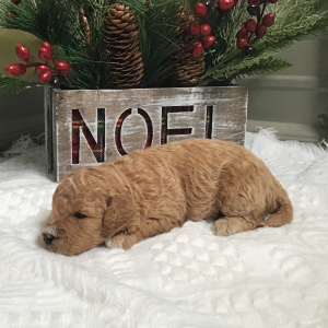 Goldendoodle Puppy Bea