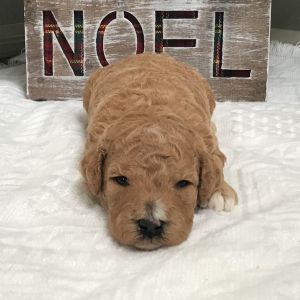 Goldendoodle Puppy Bea