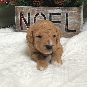 Goldendoodle Puppy Bea