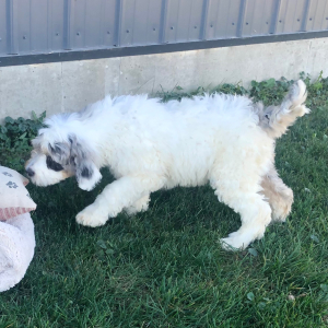 Labradoodle Puppy Romeo