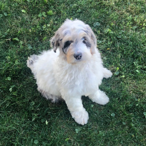 Labradoodle Puppy Romeo