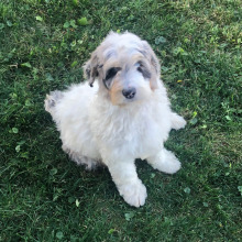 Labradoodle Puppy Romeo