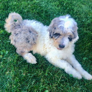 Labradoodle Puppy Romeo