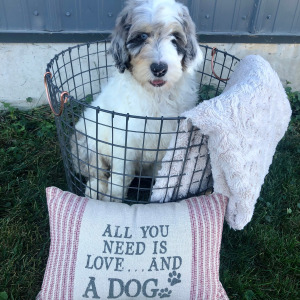 Labradoodle Puppy Romeo