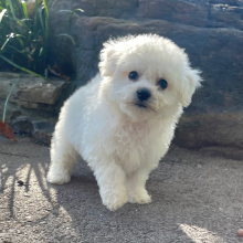 Bichon Frise Puppy Sugar