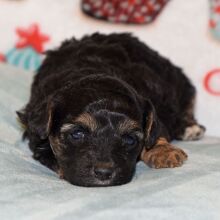 Yorkiepoo Puppy Daisy