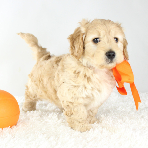 Goldendoodle Puppy Jack