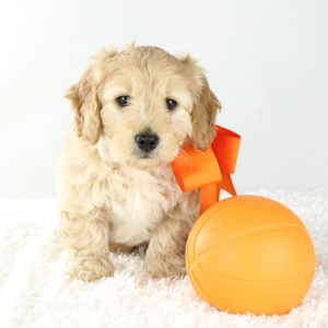 Goldendoodle Puppy Jack