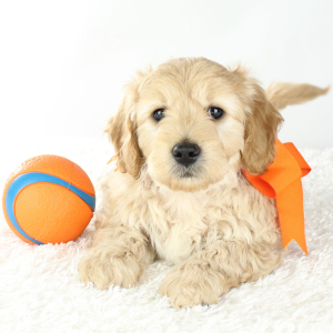 Goldendoodle Puppy Jack
