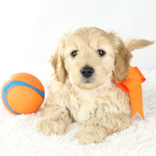 Goldendoodle Puppy Jack