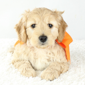Goldendoodle Puppy Jack
