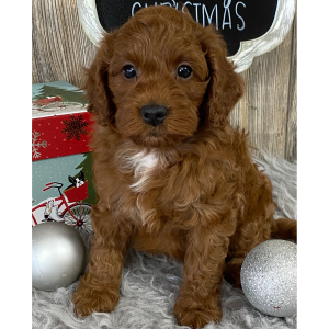 Cavapoo Puppy Champion