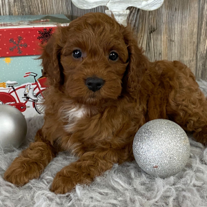 Cavapoo Puppy Champion