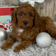 Cavapoo Puppy Champion