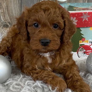 Cavapoo Puppy Champion