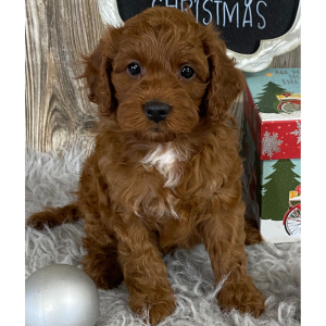 Cavapoo Puppy Champion