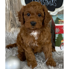 Cavapoo Puppy Champion