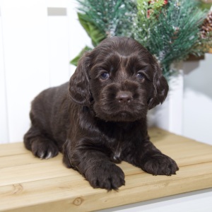 Cocker Spaniel Puppy Venny