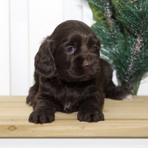 Cocker Spaniel Puppy Venny