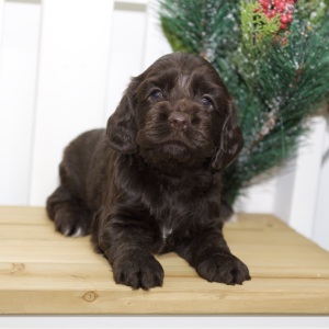 Cocker Spaniel Puppy Venny