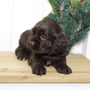 Cocker Spaniel Puppy Venny