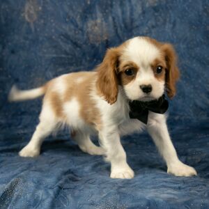 Cavalier King Charles Spaniel Puppy Carlson