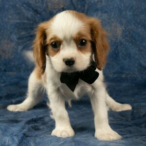 Cavalier King Charles Spaniel Puppy Carlson