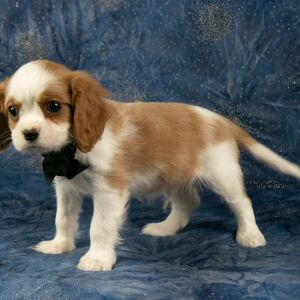 Cavalier King Charles Spaniel Puppy Carlson
