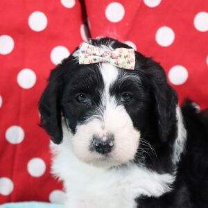 Sheepadoodle Puppy Zuzu