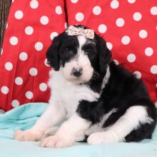 Sheepadoodle Puppy Zuzu