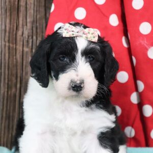 Sheepadoodle Puppy Zuzu