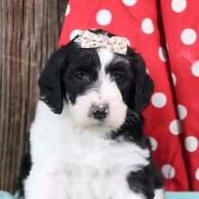 Sheepadoodle Puppy Zuzu