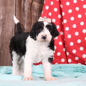 Sheepadoodle Puppy Zuzu