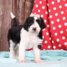 Sheepadoodle Puppy Zuzu