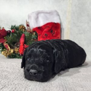 Goldendoodle Puppy Darren